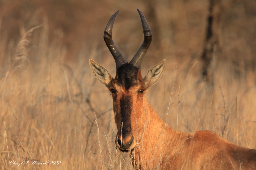 antelope red hartebeest