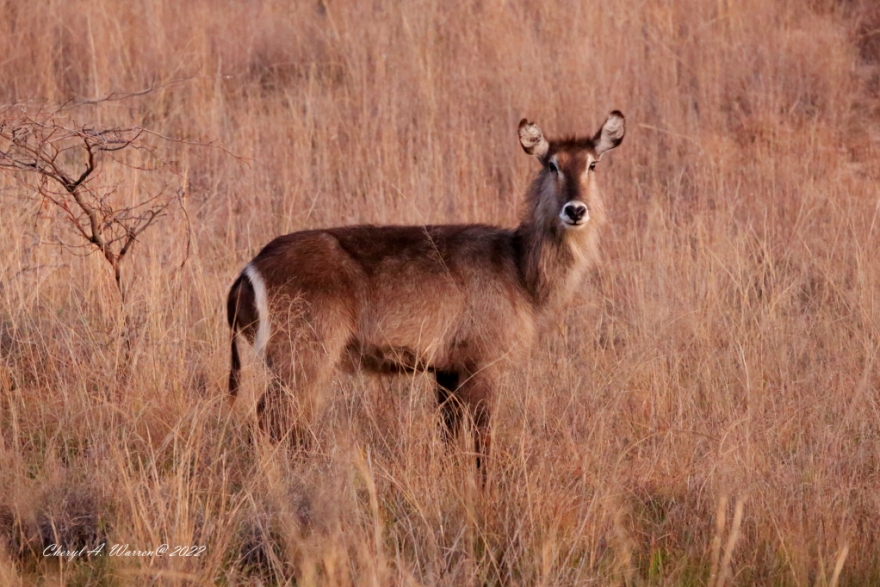antelope waterbok