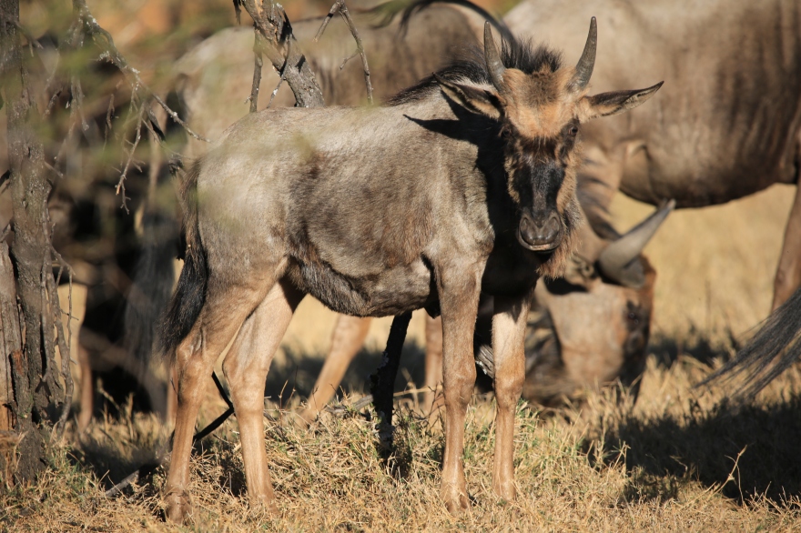 private game reserve antelope wildebeest