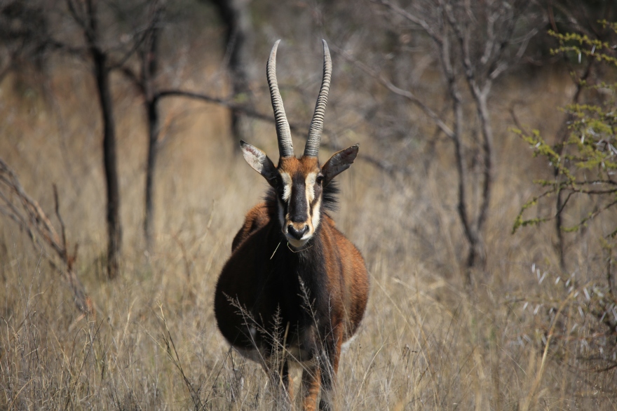 private game reserve antelope sable