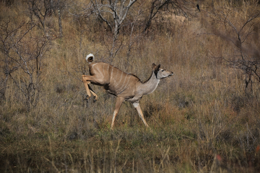 private game reserve antelope kudu
