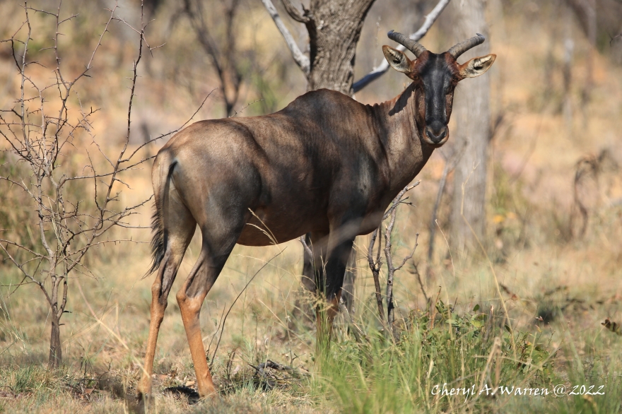 private game reserve antelope Tsessebe