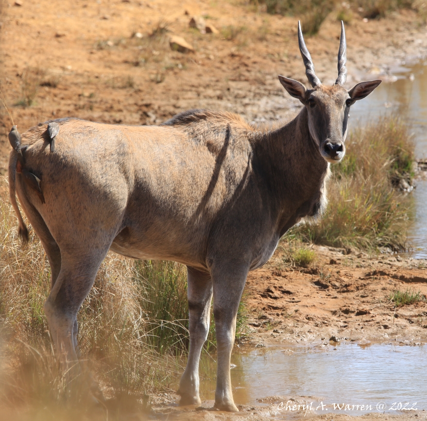 private game reserve antelope eland