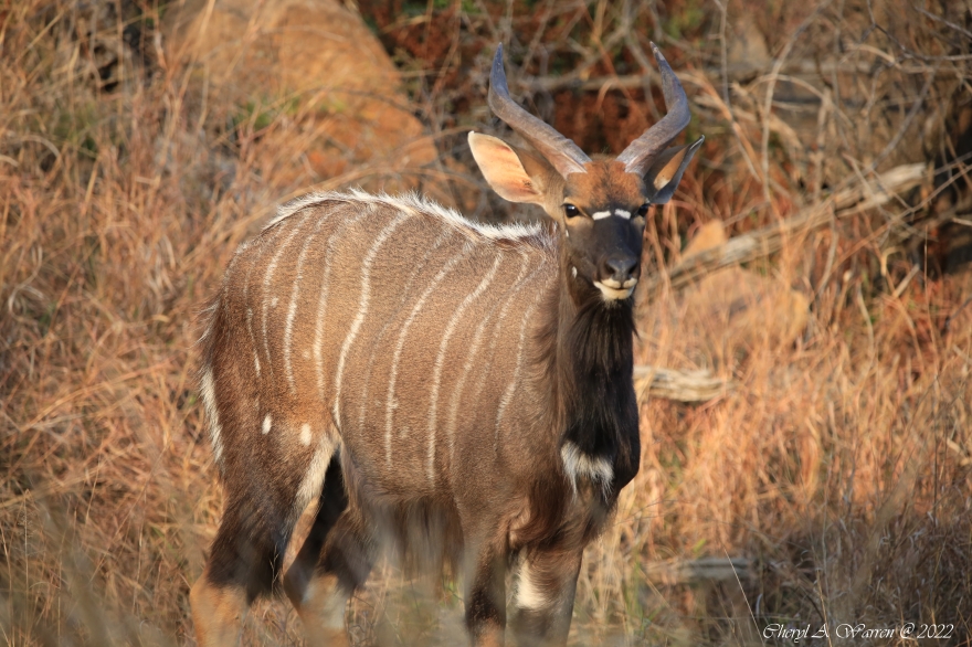 private game reserve antelope nyala