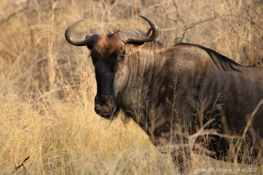 antelope wildebeest