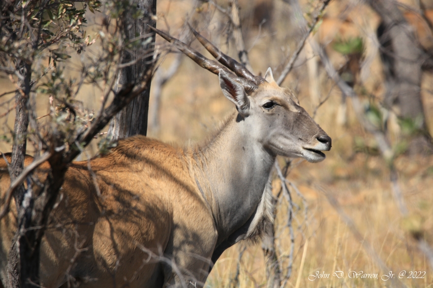antelope eland