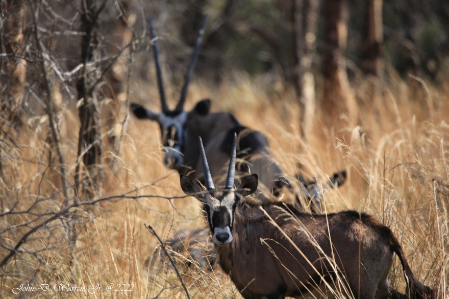 private game reserve antelope oryx gemsbok